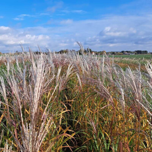 Kinų miskantas 'Adagio'  2L