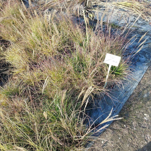 Kinų miskantas 'Adagio'  2L