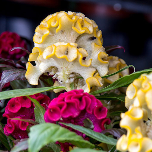 Gaidžio šukos celiozija spalvų mišinys