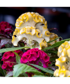 Gaidžio šukos celiozija spalvų mišinys