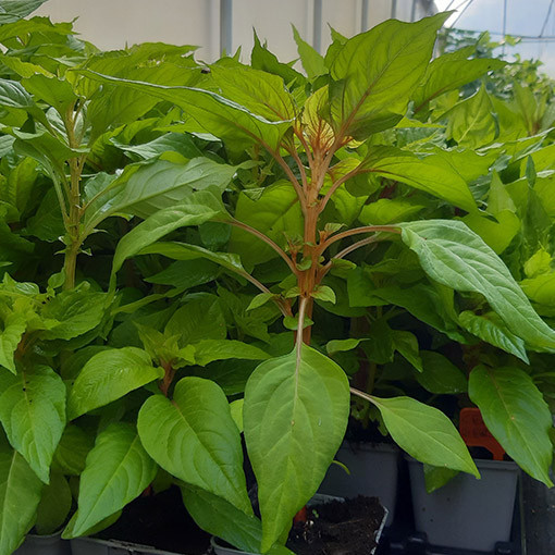 Gaidžio šukos celiozija spalvų mišinys