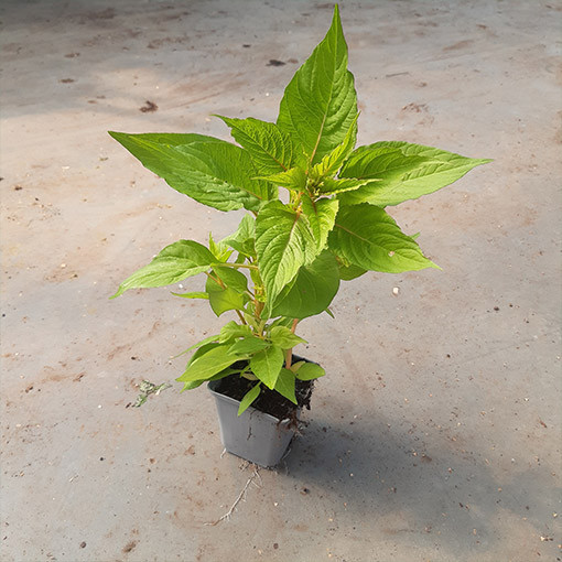 Gaidžio šukos celiozija spalvų mišinys