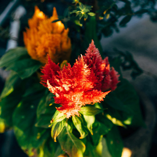 Spalvainā celozija - Krāsu MIX