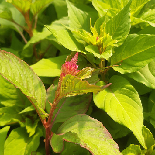 Spalvainā celozija - Krāsu MIX