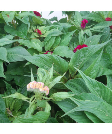 Gailenes celozija - Krāsu MIX  2L