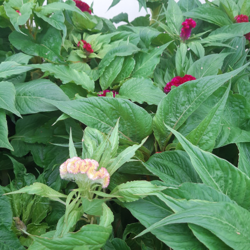 Gailenes celozija - Krāsu MIX  2L