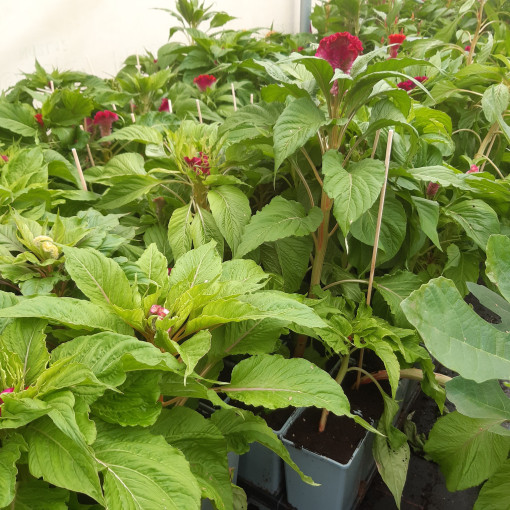 Gailenes celozija - Krāsu MIX  2L