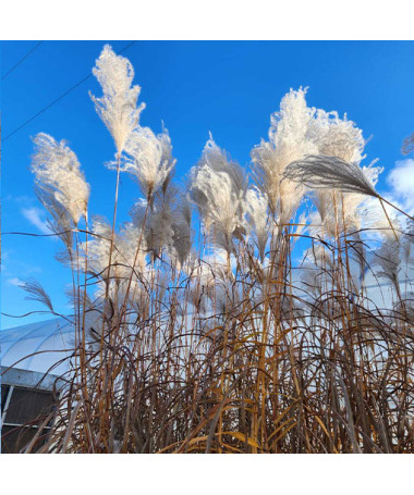 Ķīnas miskants 'Memory'  2L