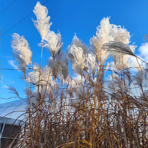 Ķīnas miskants 'Memory'  2L