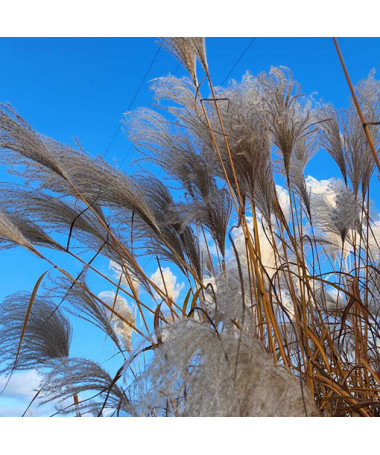 Ķīnas miskants 'Memory'  2L