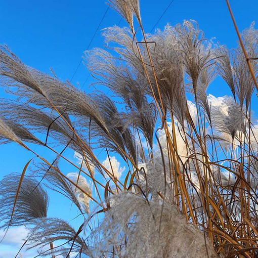 Ķīnas miskants 'Memory'  2L