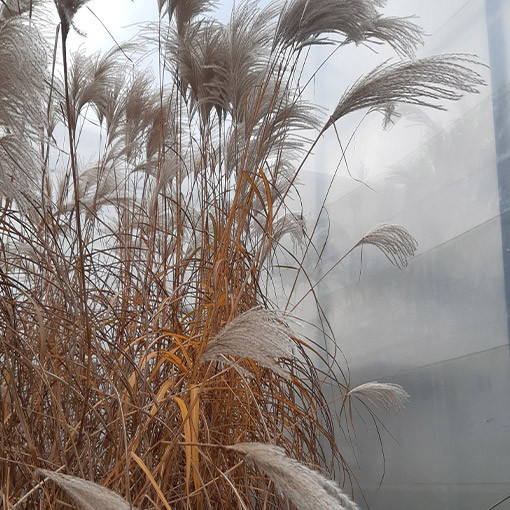 Ķīnas miskants 'Memory'  2L