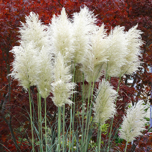 Pampų žolė 'White Plume'  2L