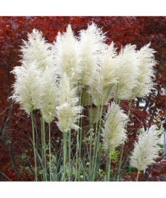 Pampų žolė 'White Plume'  2L