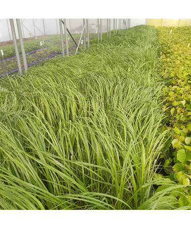 Pampų žolė 'White Plume'  2L