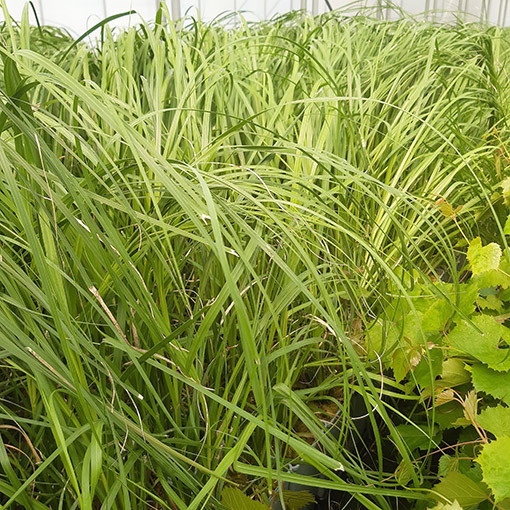 Pampų žolė 'White Plume'  2L