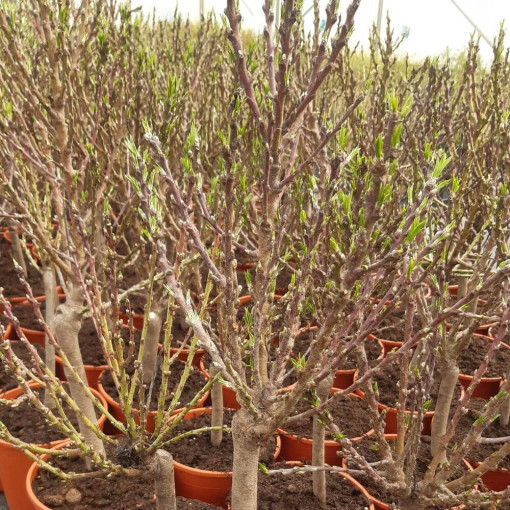 Mini Patio - Neikatrīns Rubis, trauks 4L