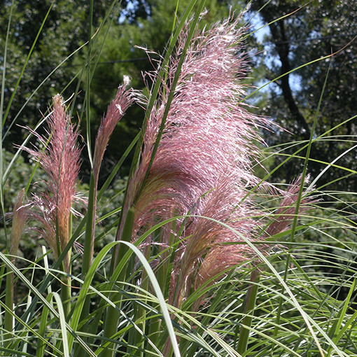 Pampų žolė ROSEA  2L