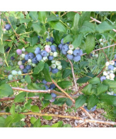 Amerikāņu mellenes 'Bluecrop'  4L