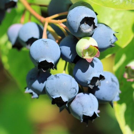 Amerikāņu mellenes 'Bluecrop'  4L