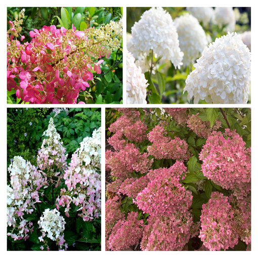 Komplekts 4 gab. - Buķetveida hortenzijas 2L podos