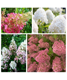 Komplekts 4 gab. - Buķetveida hortenzijas 2L podos