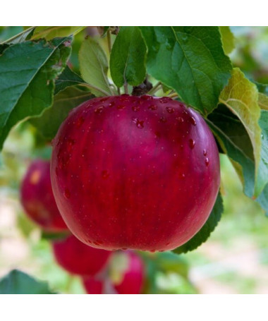 Mini Patio - Pidi ābele, 4L pods