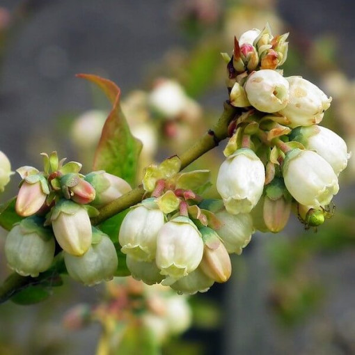 Amerikas mellenes 'Bluegold' 4 litru pods