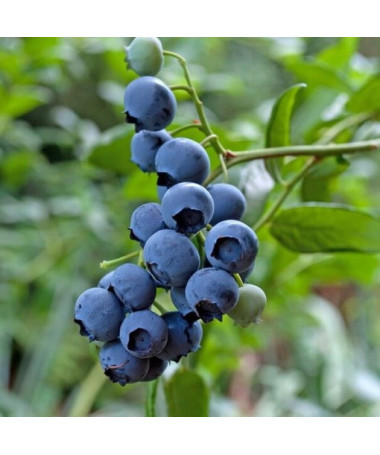 Amerikāņu mellene 'Brigitta'  4L