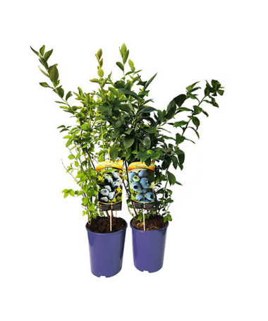 Amerikāņu mellene 'Brigitta'  4L