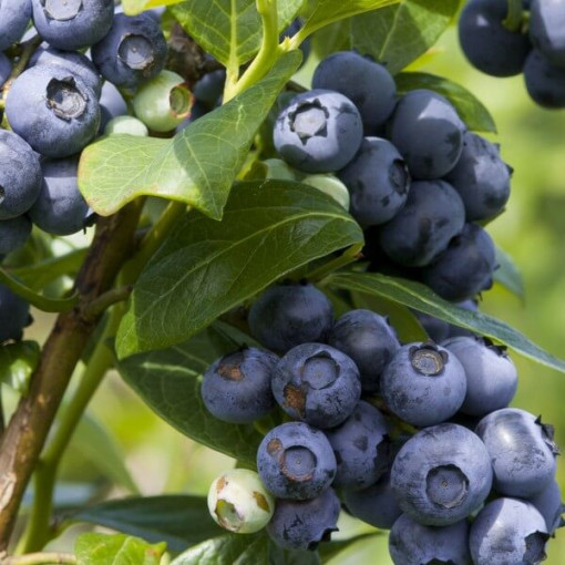 Amerikāņu mellene 'Spartan'  4L