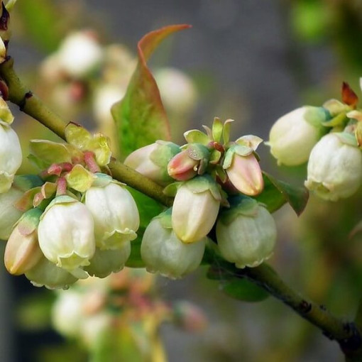 Amerikāņu mellene 'Spartan'  4L