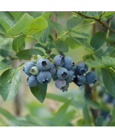 Amerikas mellenes 'Patriot' 4 litru pods