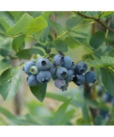 Amerikas mellenes 'Patriot' 4 litru pods