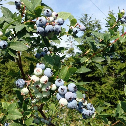 Amerikas mellenes 'Patriot' 4 litru pods
