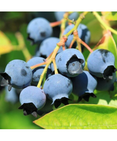 Amerikāņu mellene 'Bluejay'  4l