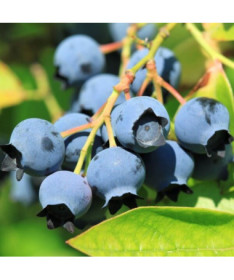 Amerikāņu mellene 'Bluejay'  4l