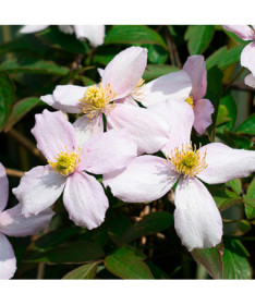 Kalnu klematis 'Tetrarose' pods P9/C1