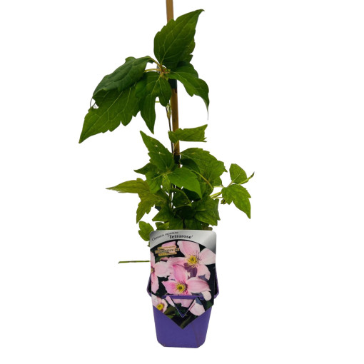 Kalnu klematis 'Tetrarose' pods P9/C1