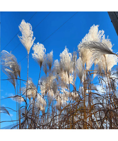 Ķīnas miskants 'MEMORY' konteinerā P9/C1