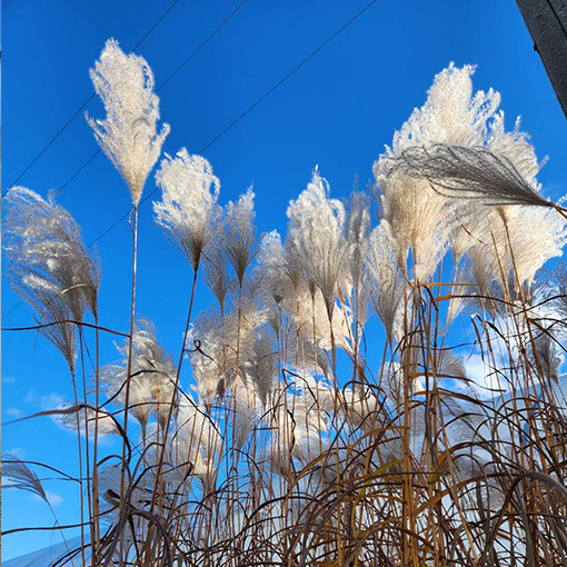 Ķīnas miskants 'MEMORY' konteinerā P9/C1