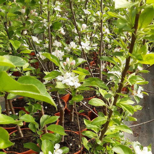 Mini Patio - Pidi ābele, 4L pods