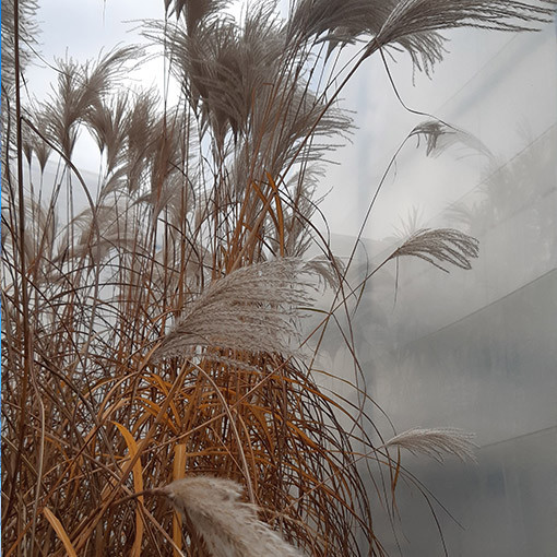 Ķīnas miskants 'MEMORY' konteinerā P9/C1