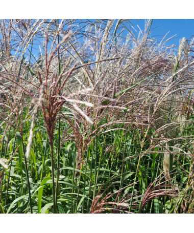 Ķīnas miskante 'Cosmopolitan' P9/C1