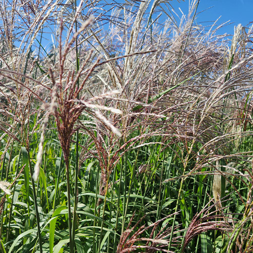 Ķīnas miskante 'Cosmopolitan' P9/C1