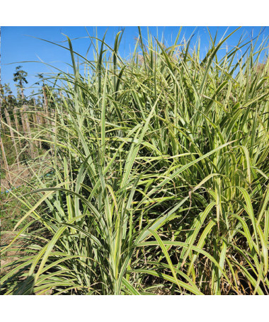 Ķīnas miskante 'Cosmopolitan' P9/C1