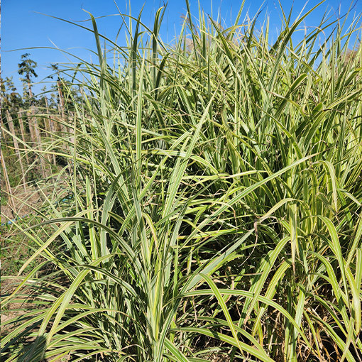 Ķīnas miskante 'Cosmopolitan' P9/C1