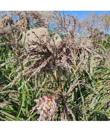 Ķīnas miskants 'Dread Locks' P9/C1