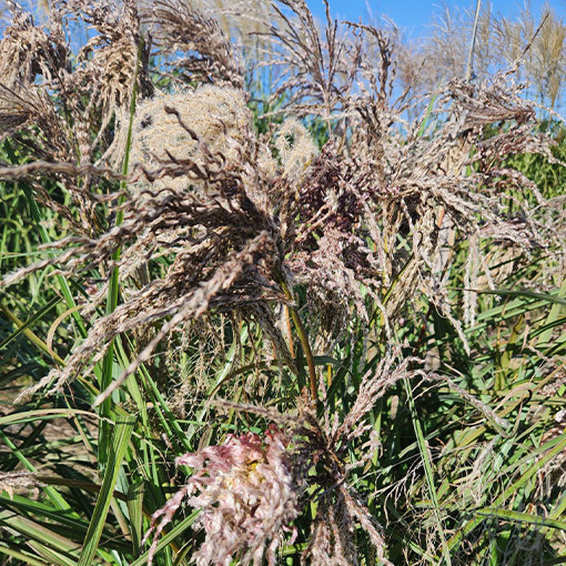 Ķīnas miskants 'Dread Locks' P9/C1