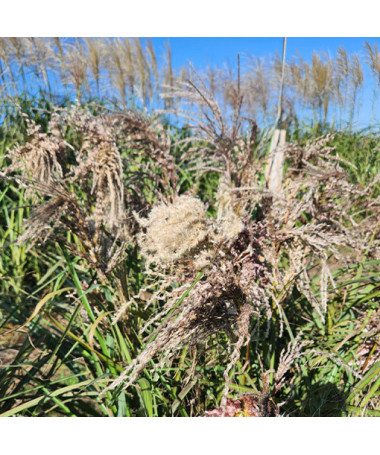 Ķīnas miskants 'Dread Locks' P9/C1